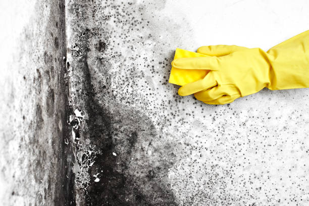 Best Professional Mold Removal  in Shinnecock Hills, NY