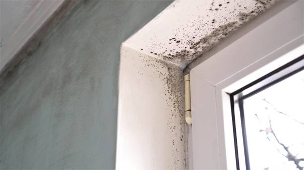 Best Crawl Space Mold Removal  in Shinnecock Hills, NY